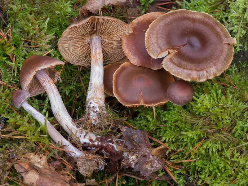 Cortinarius kauffmanianus